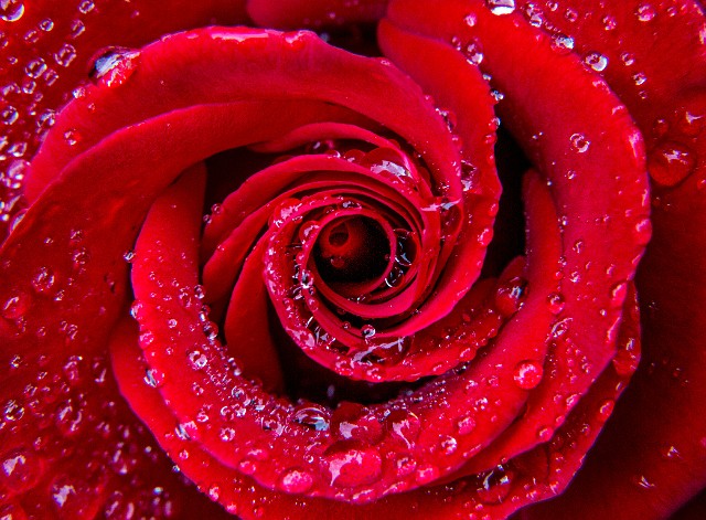 Rose 15-9630.jpg